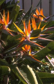 bird-of-paradise.jpg